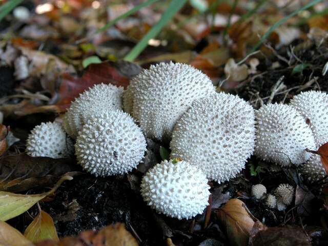 Image of Lycoperdon