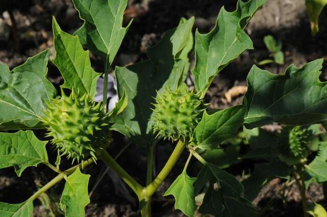 Image de Datura