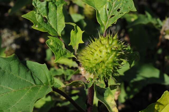 Image de Datura