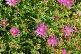 Image of Delosperma cooperi (Hook. fil.) L. Bol.