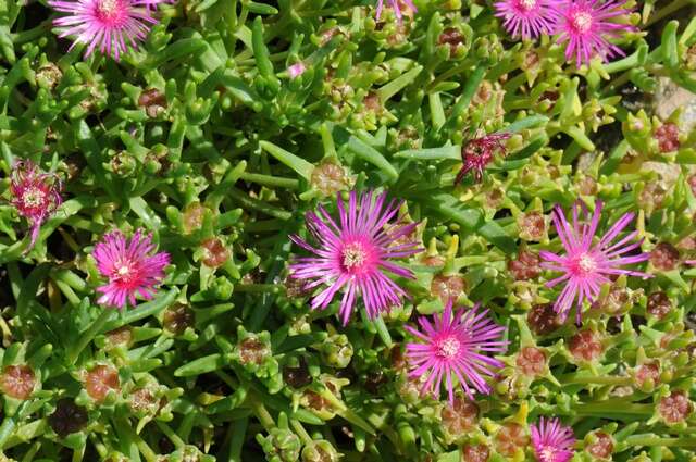 Imagem de Delosperma cooperi (Hook. fil.) L. Bol.