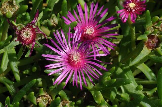 Image of Delosperma cooperi (Hook. fil.) L. Bol.