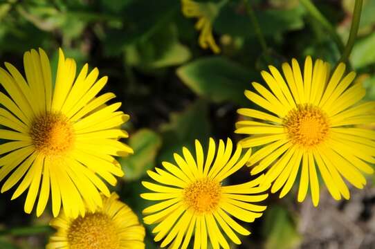 Image de Doronicum