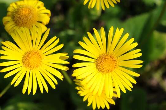 Image de Doronicum