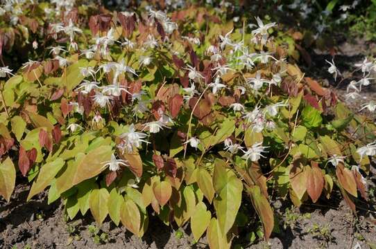 Image of Rowdy Lamb Herb