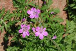 Sivun Erodium carvifolium Boiss. & Reuter kuva