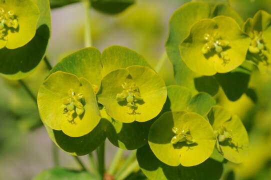 Image of Euphorbia amygdaloides subsp. robbiae (Turrill) Stace