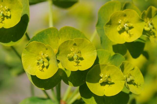 Sivun Euphorbia amygdaloides subsp. robbiae (Turrill) Stace kuva