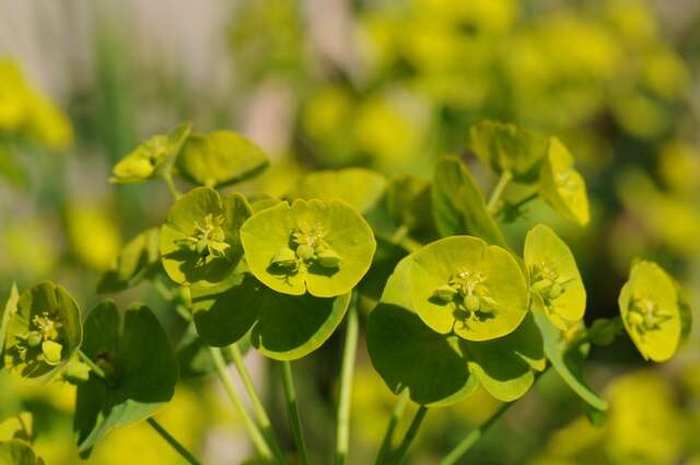 Sivun Euphorbia amygdaloides subsp. robbiae (Turrill) Stace kuva