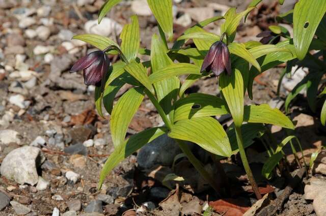 Image of fritillaries