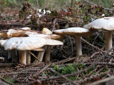 Imagem de Leucocybe