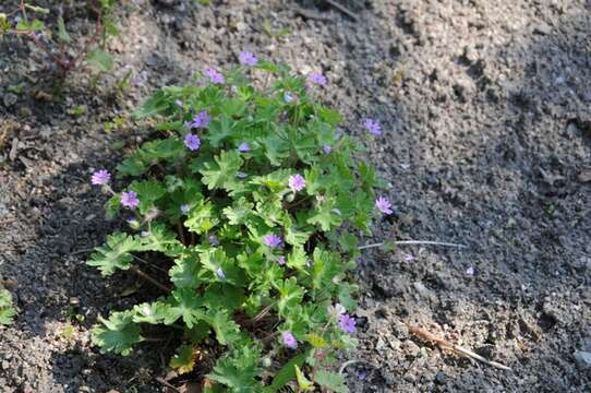 Imagem de Geranium