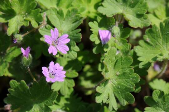 Imagem de Geranium