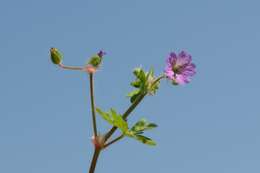 Image of geranium