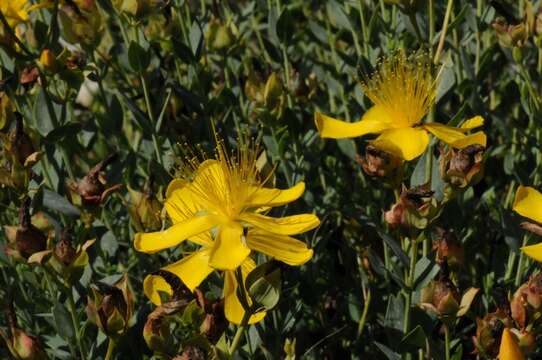 Image of Hypericum reptans Hook. fil. & Thoms. ex Dyer