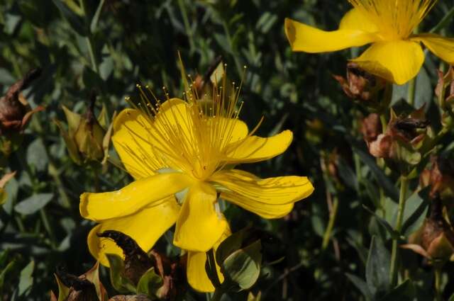 Image of Hypericum reptans Hook. fil. & Thoms. ex Dyer