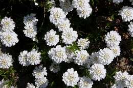 Image of candytuft