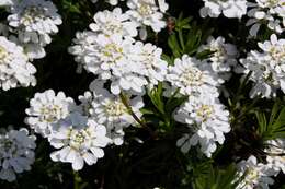 Image of candytuft