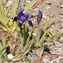 Imagem de Iris pumila subsp. pumila