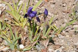 Iris pumila subsp. pumila resmi