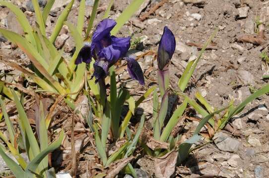 Plancia ëd Iris pumila subsp. pumila