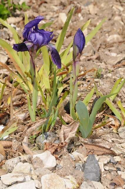 Iris pumila subsp. pumila resmi