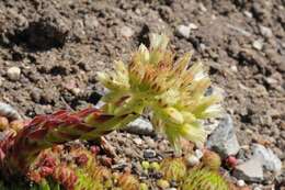 Imagem de Sempervivum globiferum subsp. globiferum