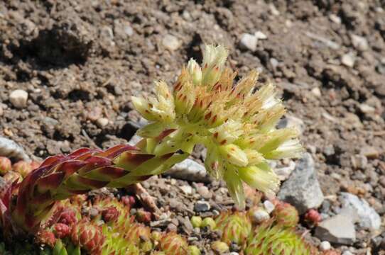 Image of Sempervivum globiferum subsp. globiferum