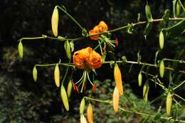 Lilium henryi Baker resmi