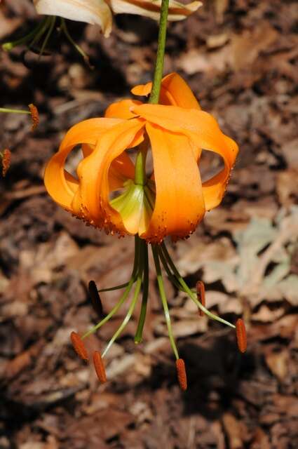 Image of Henry's lily