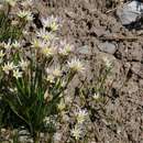 Sivun Nothoscordum bivalve (L.) Britton kuva