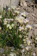 Image of false garlic