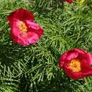 Слика од Paeonia tenuifolia L.