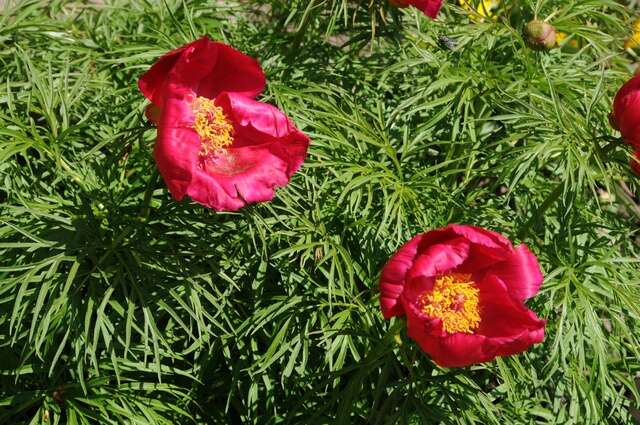 Image of peony