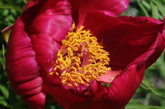 Image of peony