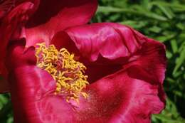 Image of peony