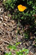 Слика од Papaver cambricum L.