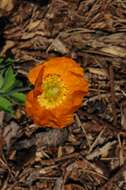 Слика од Papaver cambricum L.