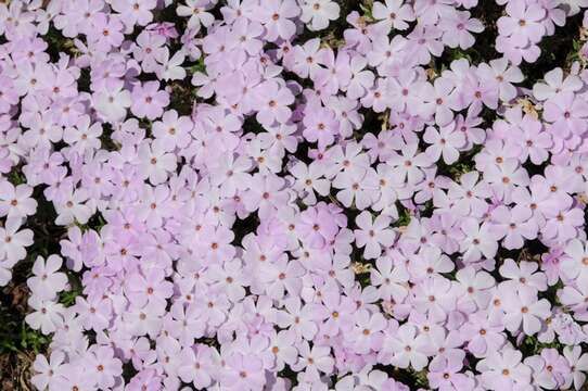 Image of tufted phlox