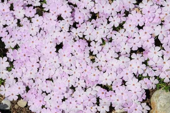 Image of tufted phlox