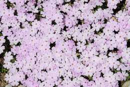 Image of tufted phlox