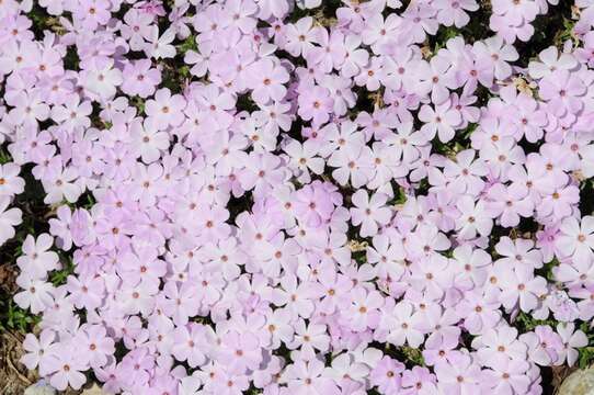 Слика од Phlox caespitosa Nutt.