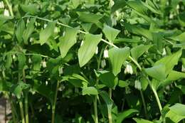 Слика од Polygonatum