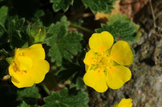 Image de Potentilla dombeyi Nestl.