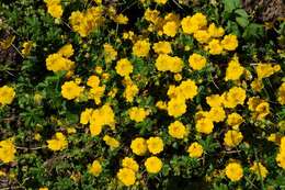 Image of spring cinquefoil