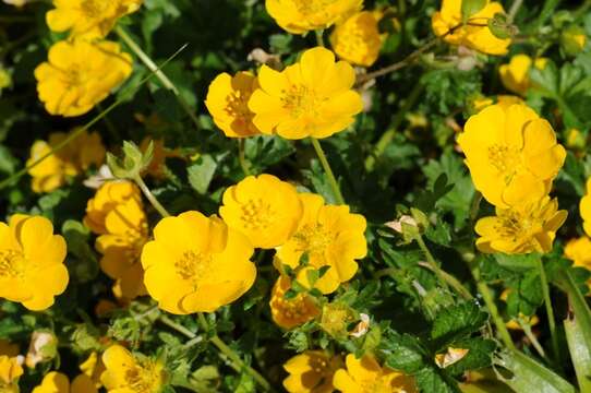 Image of spring cinquefoil