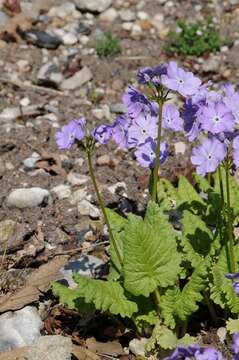 Image of Primula sieboldii E. Morren