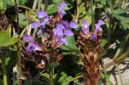 Image of selfheal