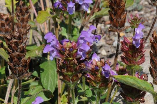 Image of selfheal