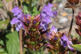 Image of selfheal